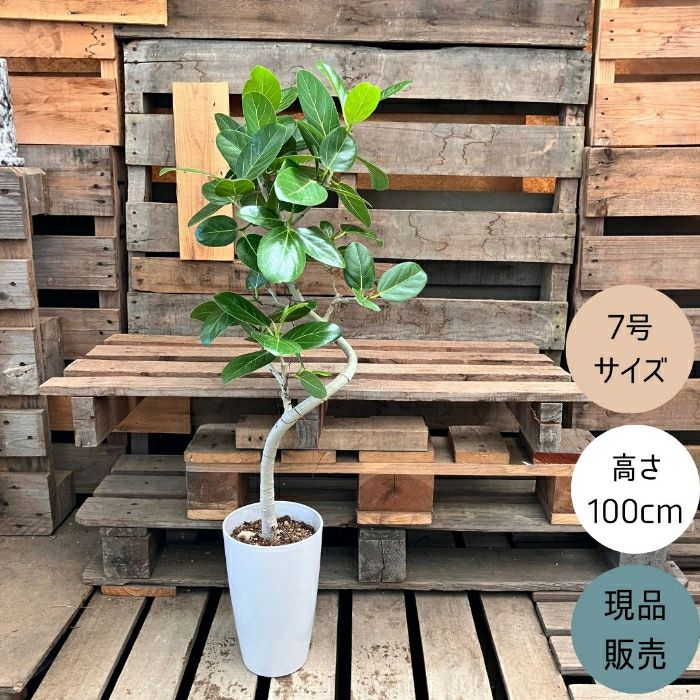 観葉植物現品販売