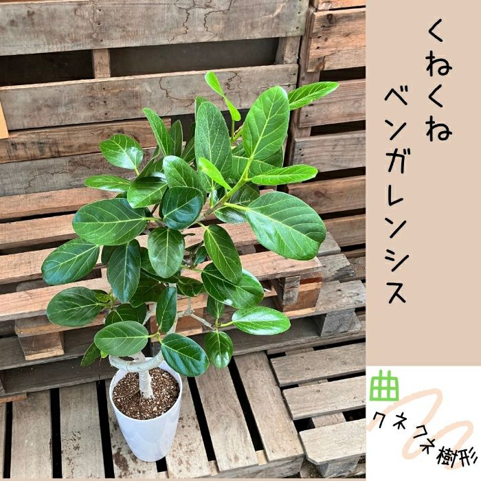 観葉植物現品販売