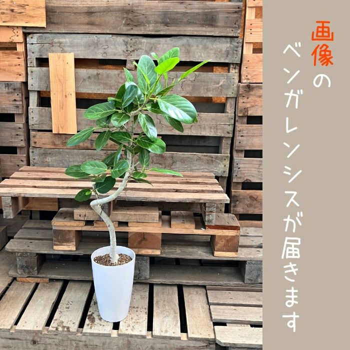 観葉植物現品販売