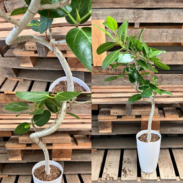 観葉植物現品販売