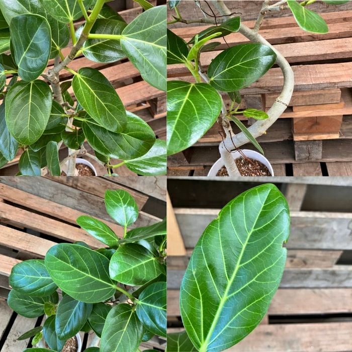 観葉植物現品販売