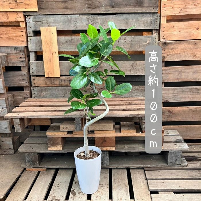 観葉植物現品販売