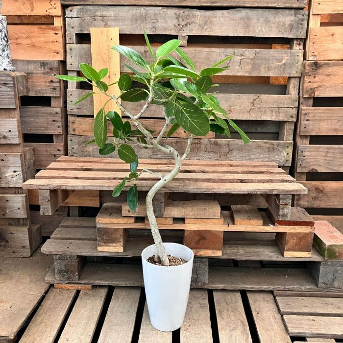 観葉植物現品販売