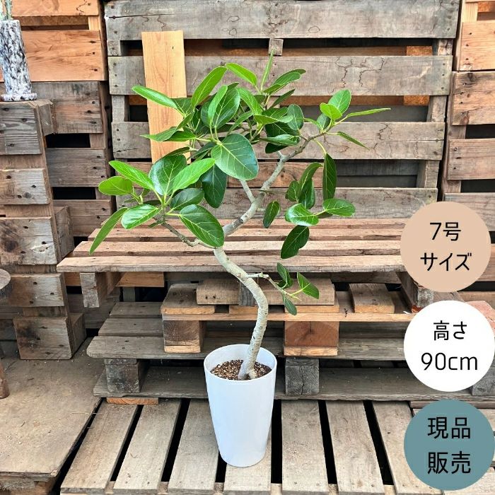 観葉植物現品販売