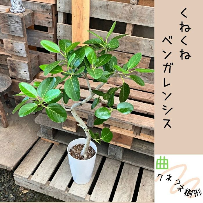 観葉植物現品販売