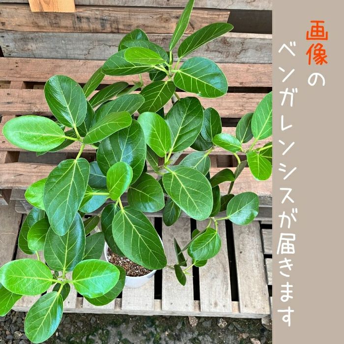 観葉植物現品販売