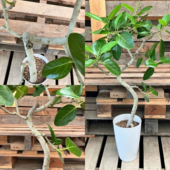 観葉植物現品販売