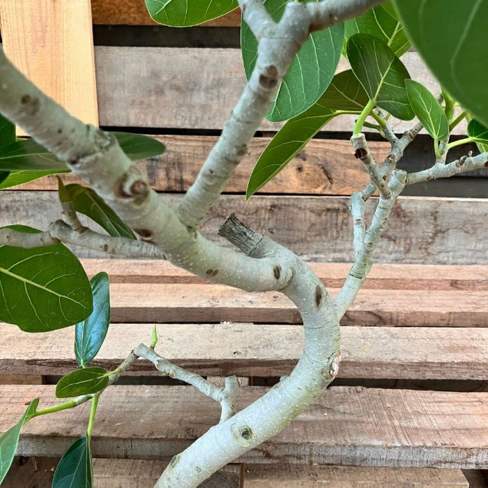 観葉植物現品販売