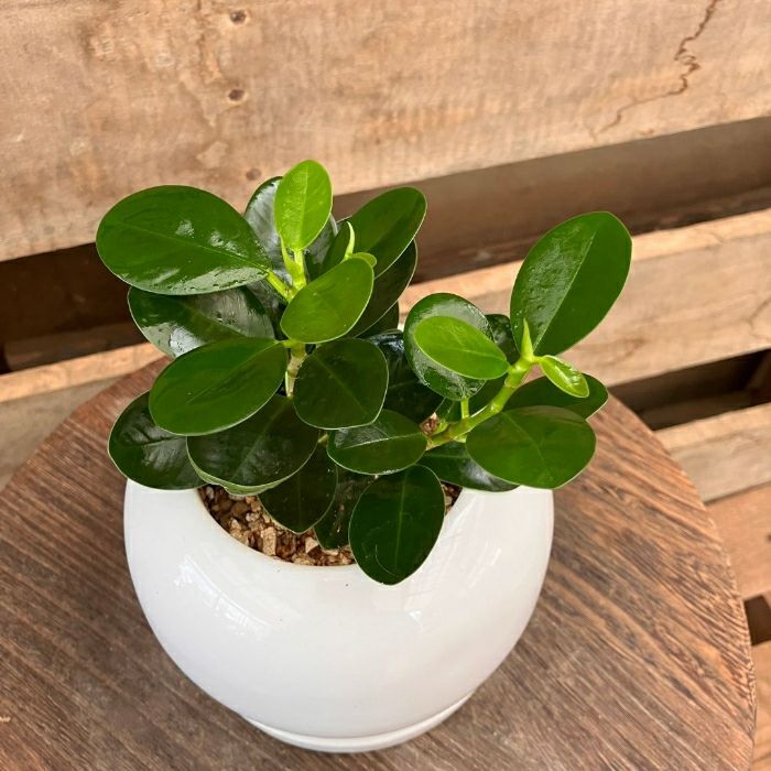 観葉植物現品販売