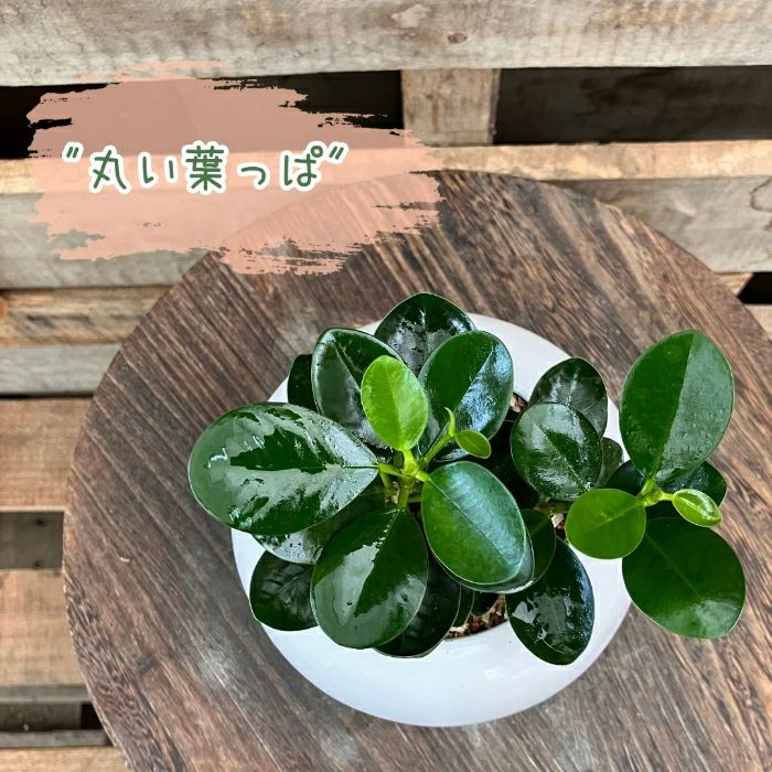 観葉植物現品販売