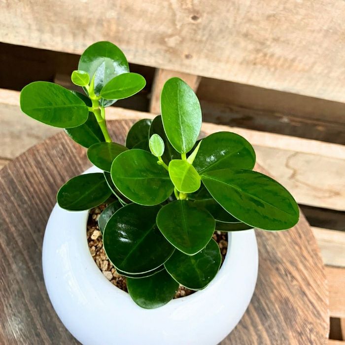 観葉植物現品販売