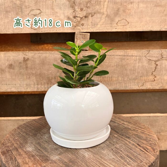 観葉植物現品販売