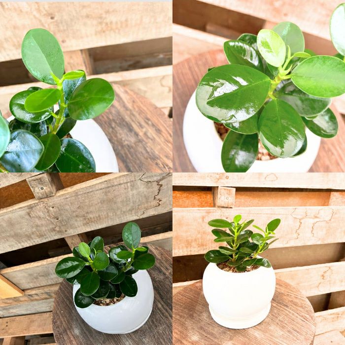 観葉植物現品販売