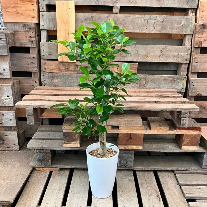観葉植物現品販売