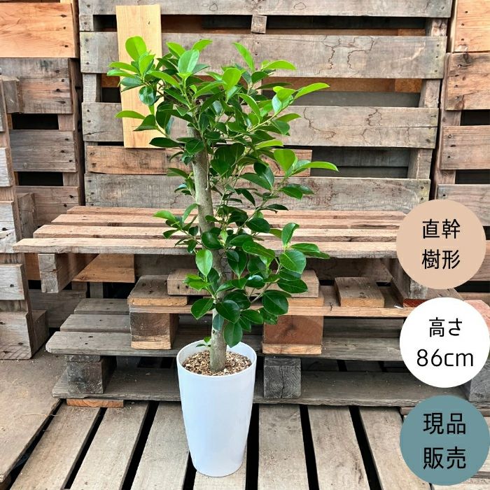 観葉植物現品販売