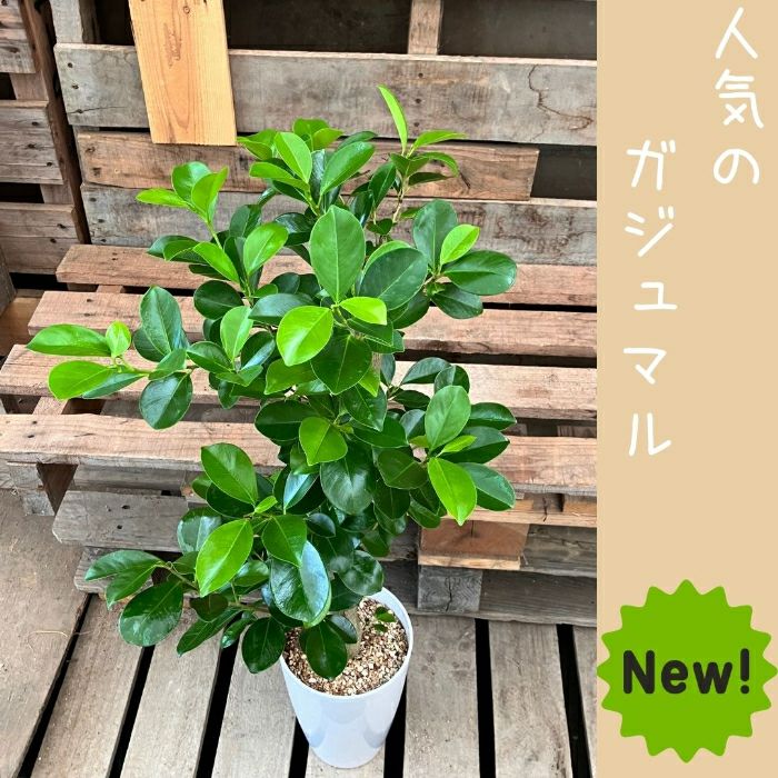 観葉植物現品販売