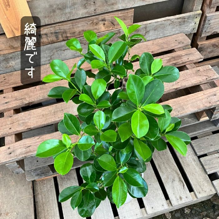 観葉植物現品販売