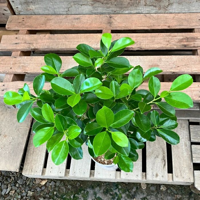 観葉植物現品販売