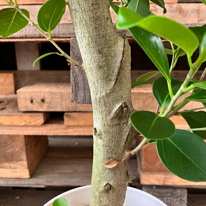 観葉植物現品販売