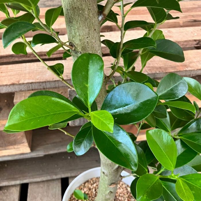 観葉植物現品販売