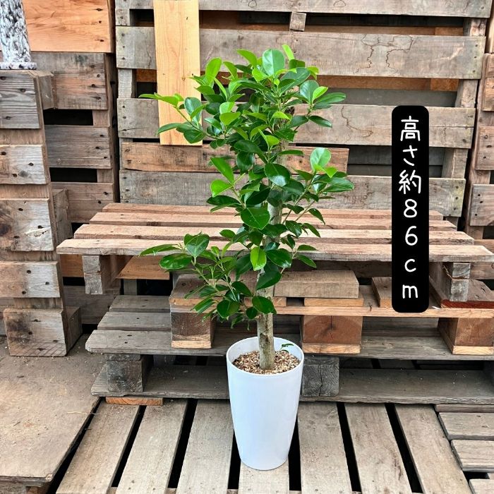 観葉植物現品販売