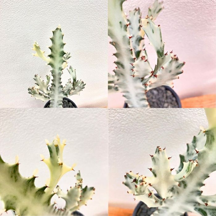 観葉植物現品販売