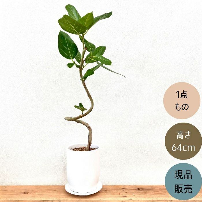 観葉植物現品販売
