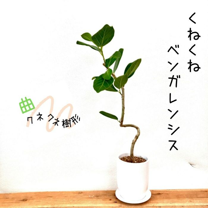 観葉植物現品販売