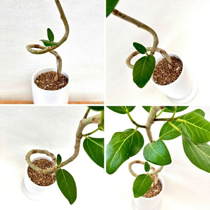 観葉植物現品販売