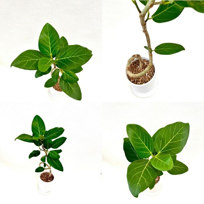 観葉植物現品販売