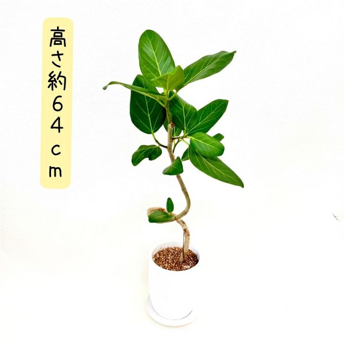 観葉植物現品販売