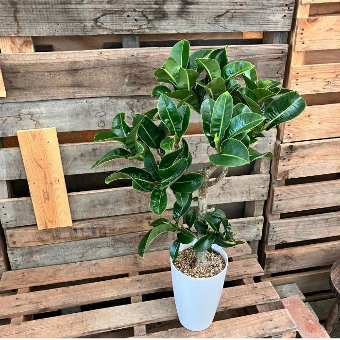 観葉植物現品販売