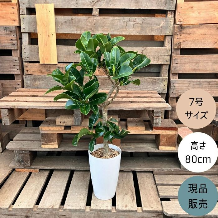 観葉植物現品販売
