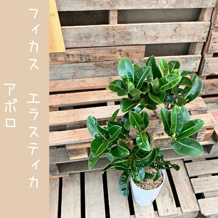 観葉植物現品販売