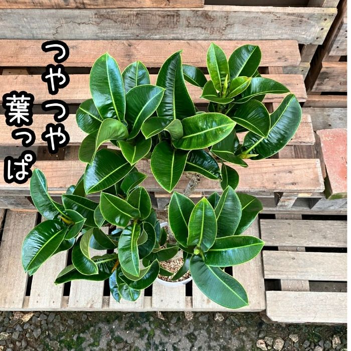 観葉植物現品販売