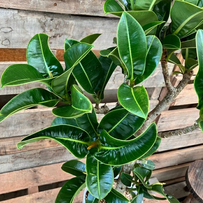 観葉植物現品販売