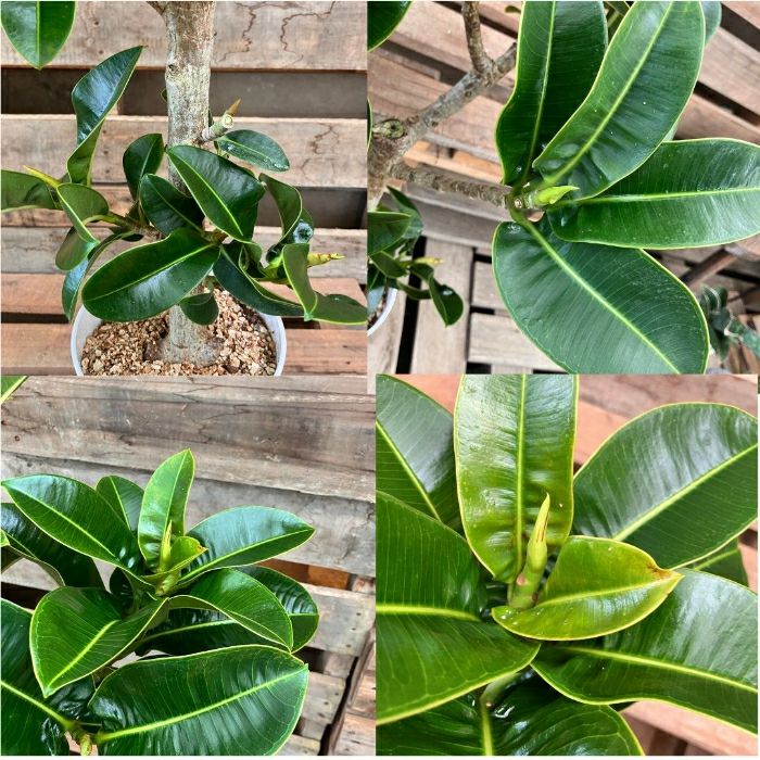 観葉植物現品販売