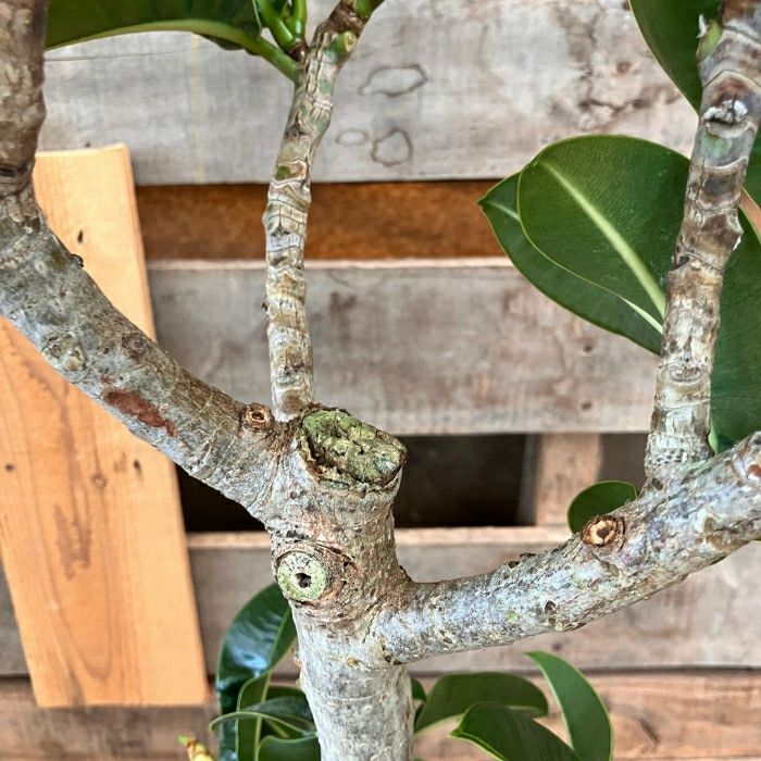 観葉植物現品販売