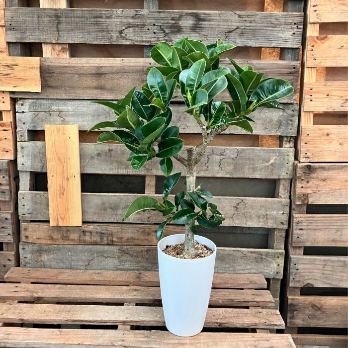 観葉植物現品販売