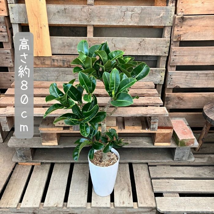 観葉植物現品販売