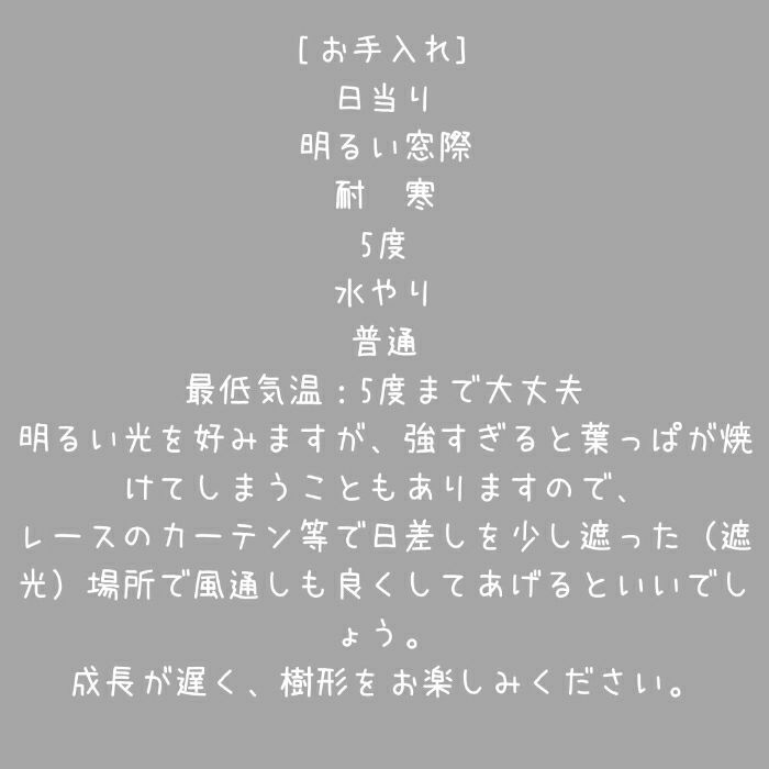 観葉植物現品販売