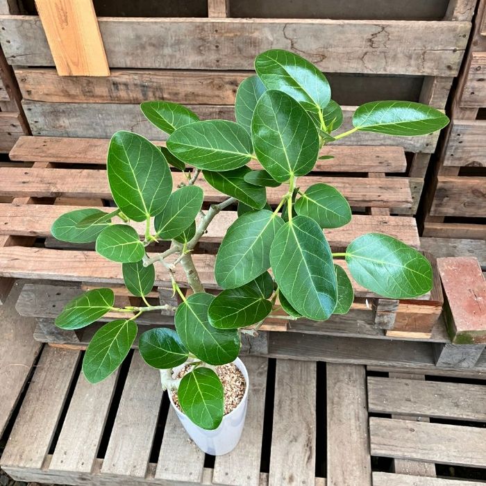 観葉植物現品販売