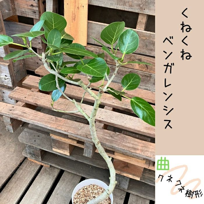 観葉植物現品販売