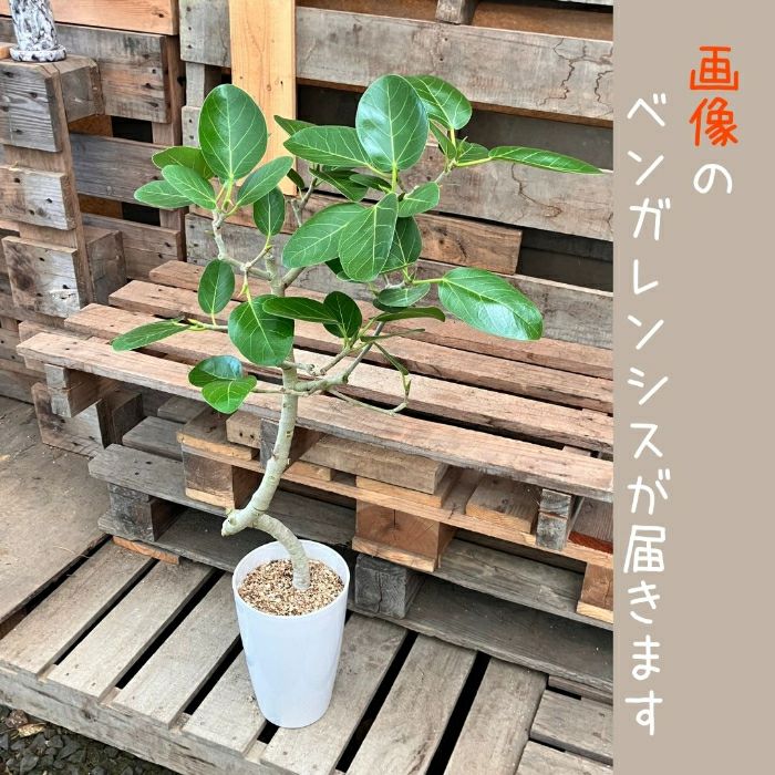 観葉植物現品販売