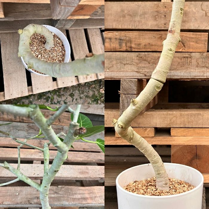 観葉植物現品販売