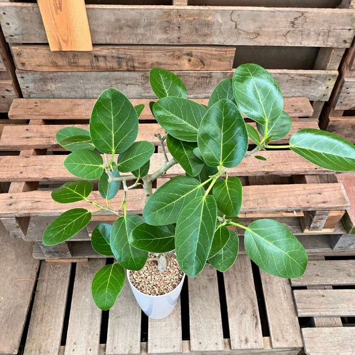 観葉植物現品販売