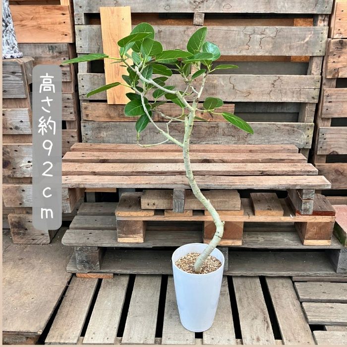 観葉植物現品販売