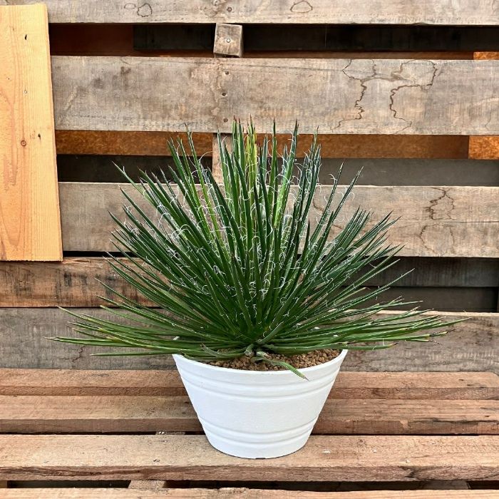 観葉植物現品販売