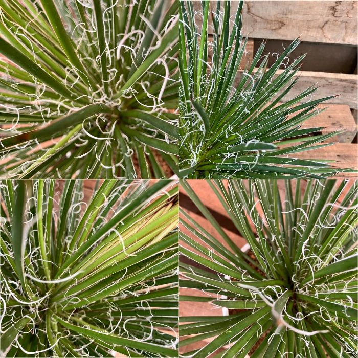 観葉植物現品販売