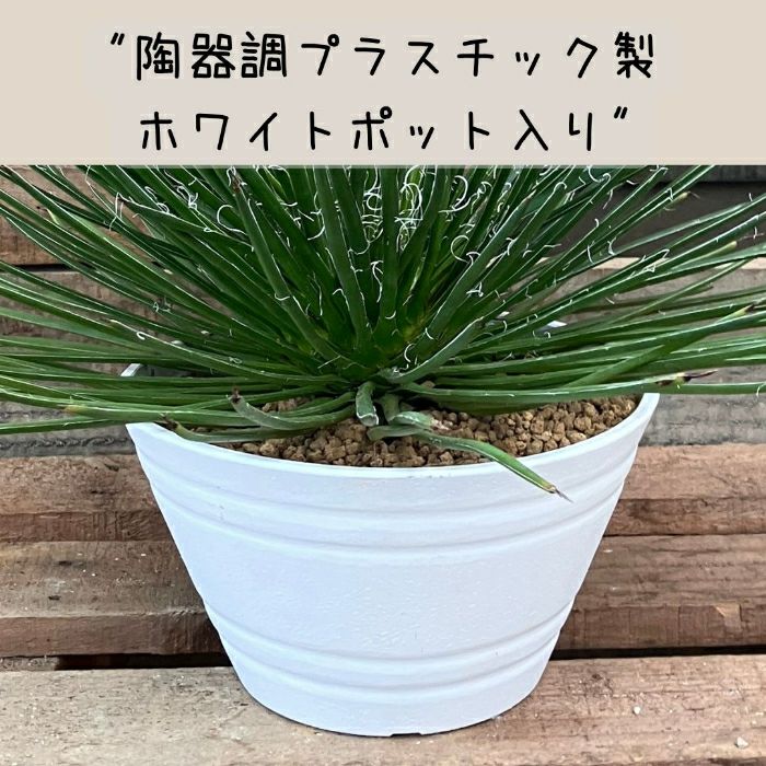 観葉植物現品販売